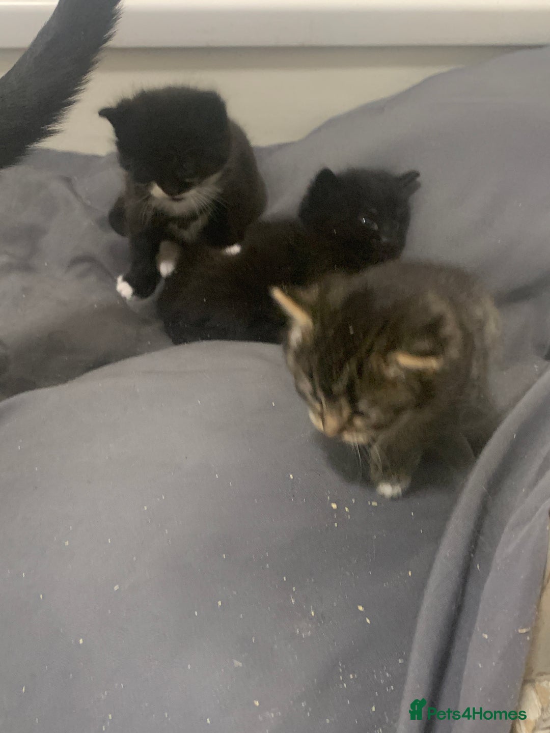 Mixed Breed cats for sale: Stunning kittens - Advert 8