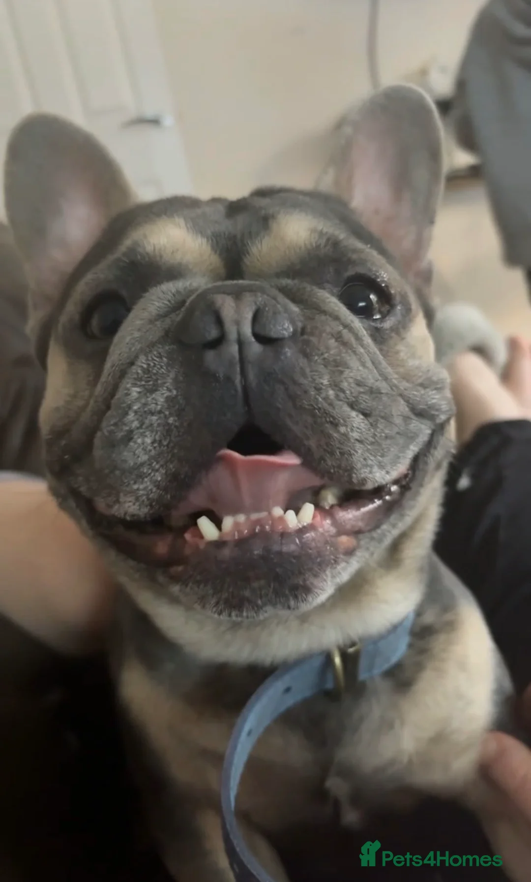 French Bulldog dogs for sale: Tiny Tino the frenchie in Gainsborough - Advert 1