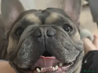 French Bulldog dogs Tiny Tino the frenchie - Advert 5