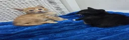 American Shorthair cats for sale: Ginger Male 8 Week Old Kitten - Advert 27