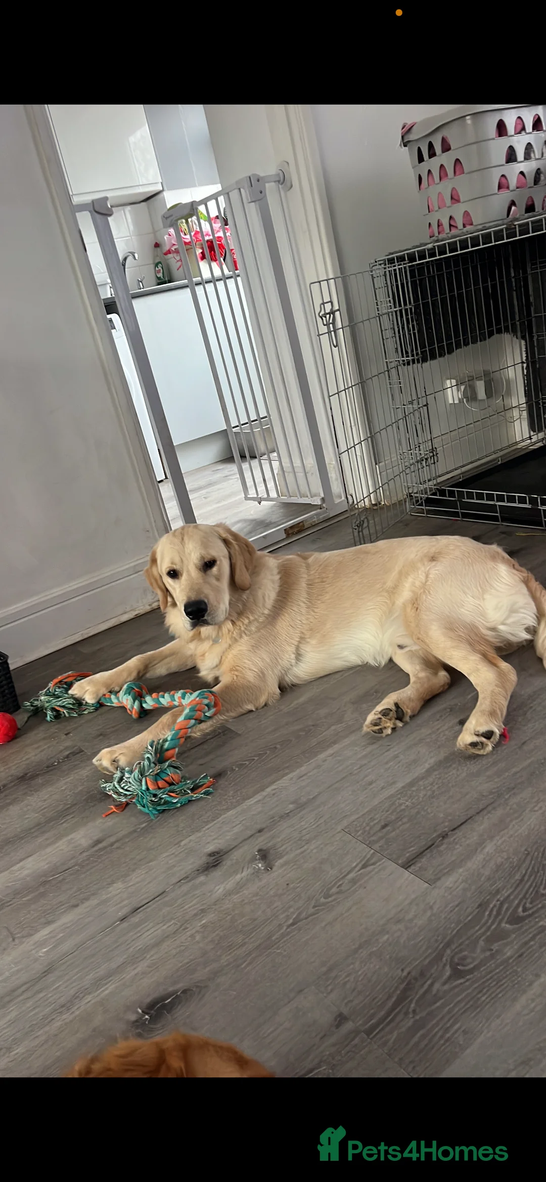 Golden Retriever dogs for stud: Golden retriever stud  - Advert 4