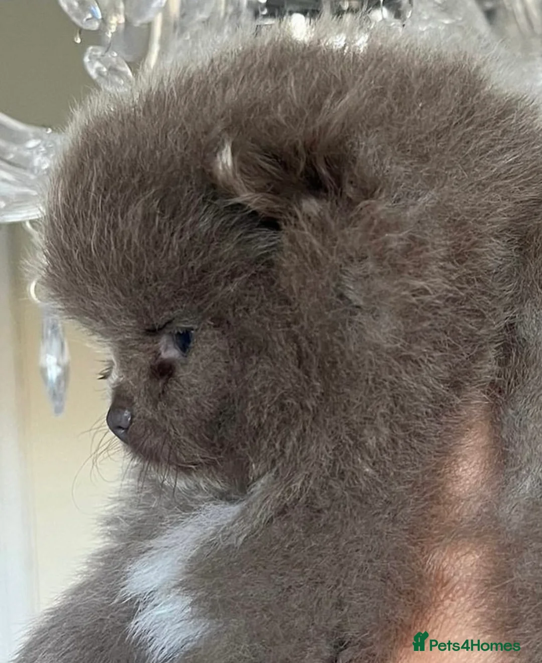 Pomeranian dogs for stud: 🏆 LOTS of champion lines, tiny teddy bear 🧸 in Leeds - Advert 13