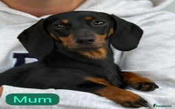 Dachshund dogs for sale: Dachshund puppies for sale  - Image 11