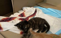 British Shorthair cats for sale: Kittens for sale - Image 13