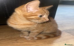 Mixed Breed cats for sale: Ginger stripped Male kitten  - Image 3