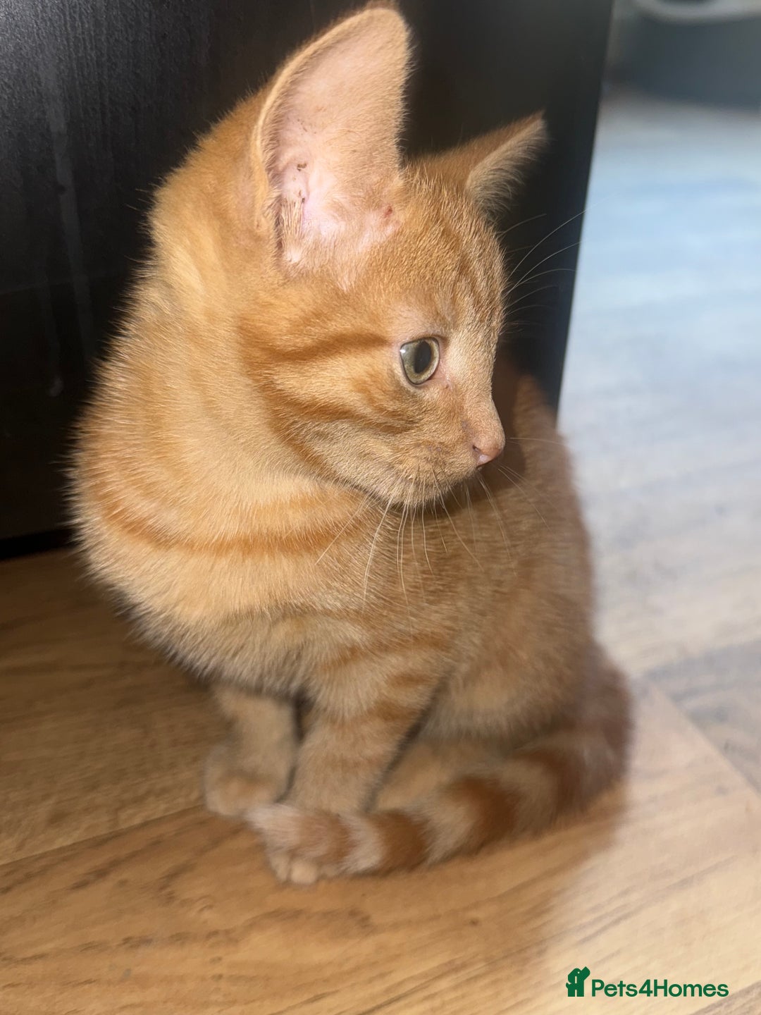 Mixed Breed cats for sale: Ginger stripped Male kitten  - Image 3