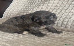 Cockapoo dogs for sale: Beautiful cockapoo puppies - Image 32