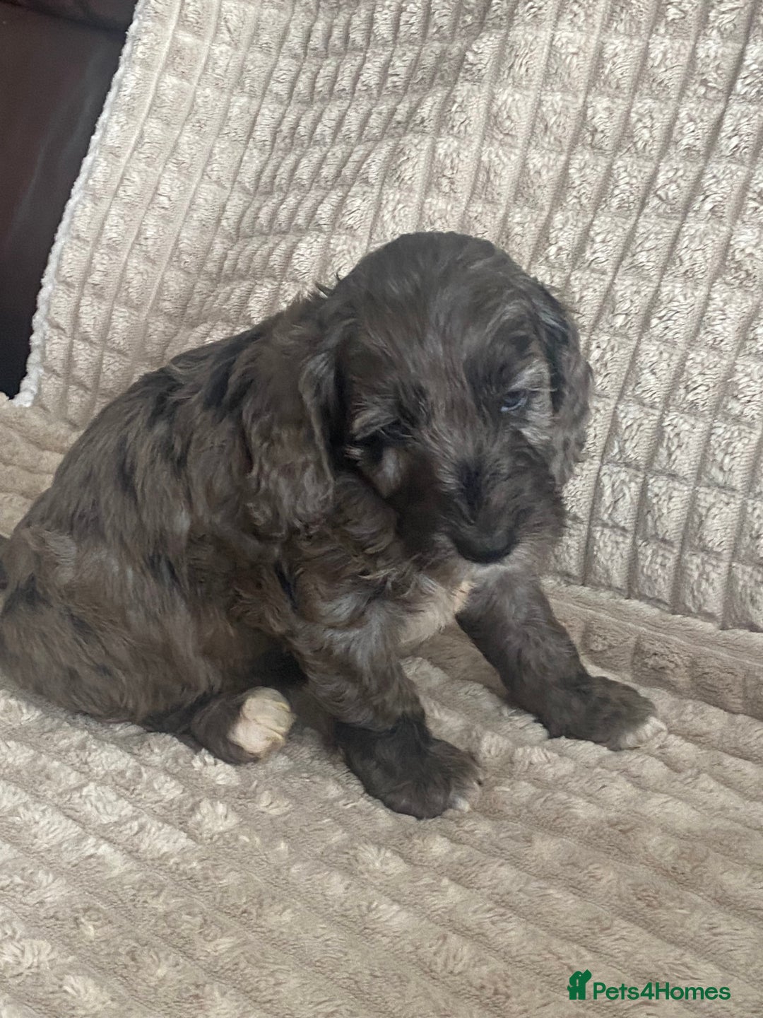 Cockapoo dogs for sale: Beautiful cockapoo puppies - Image 32