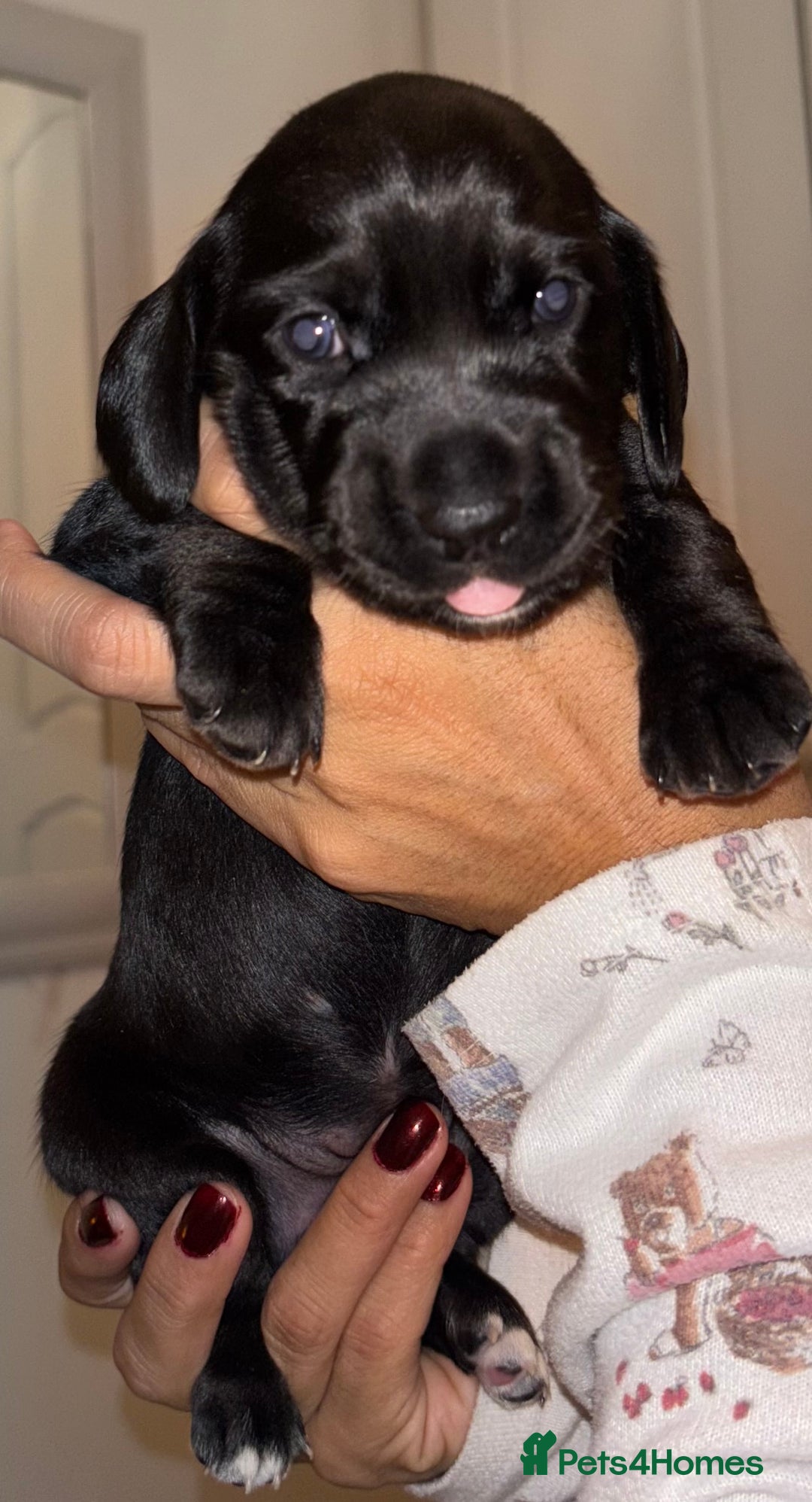 Mixed Breed dogs for sale: Miniature dachshunds puppies - Advert 17