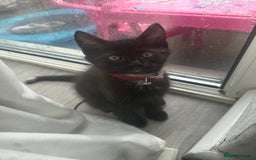 Domestic Shorthair cats for sale: X2 black kittens - Image 6