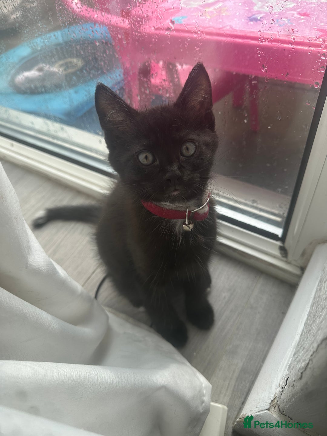 Domestic Shorthair cats for sale: X2 black kittens - Image 6