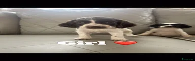 Cocker Spaniel 2