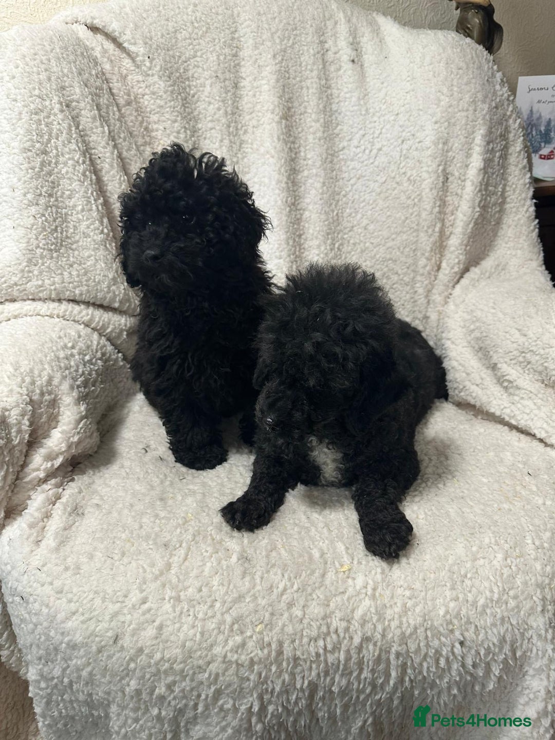 Toy Poodle dogs for sale: Black toy poodle puppies  - Advert 4