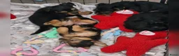 Yorkshire Terrier dogs for sale: F1 stunning purebred yorkshire terriers pup's ❤️💙 - Advert 15