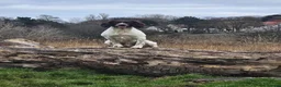 English Springer Spaniel dogs for stud: English springer spaniel for Stud 'Proven' - Advert 7