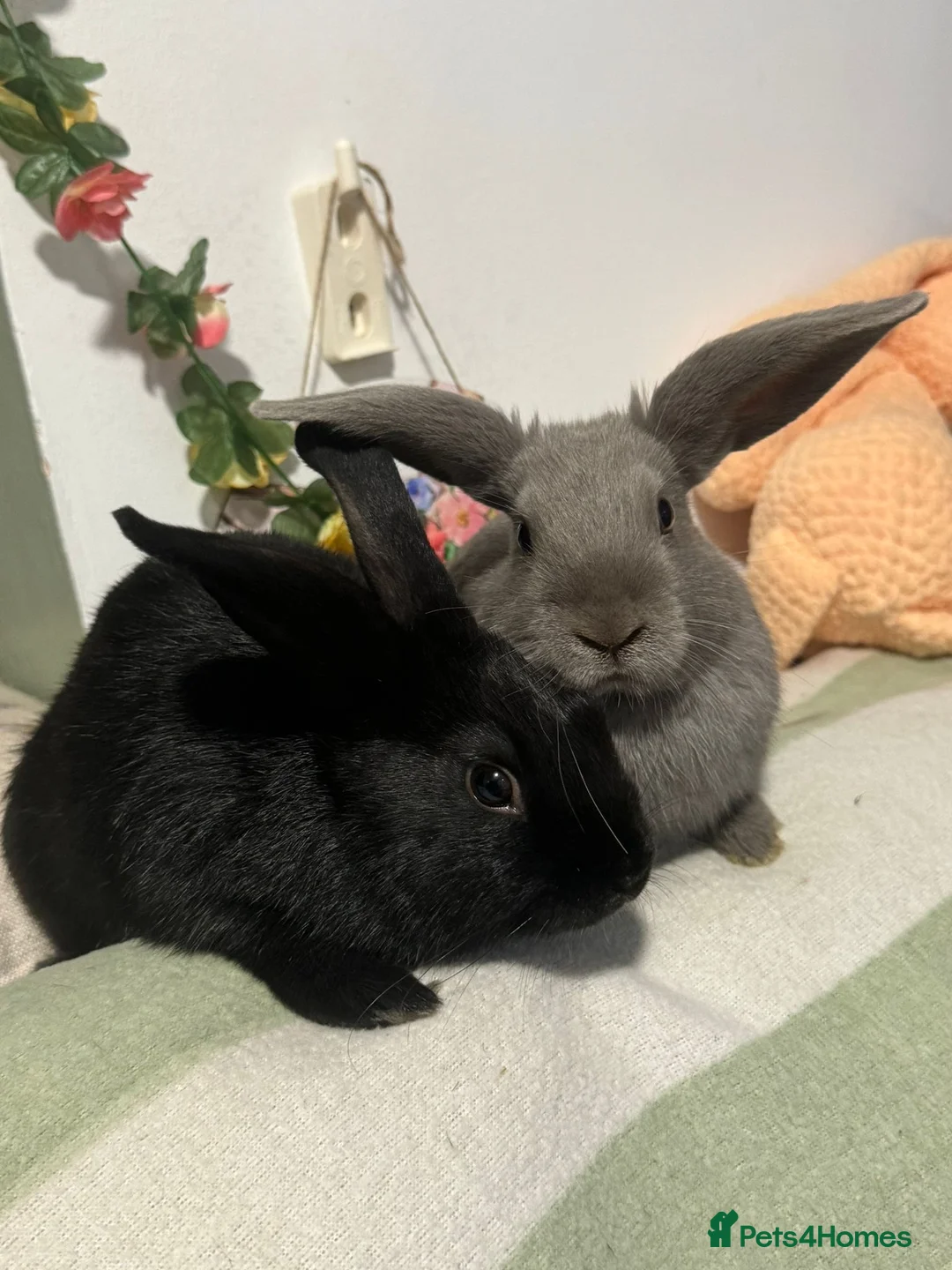 Mini Lop rabbits for sale: Vaccinated/raised indoors, mini lops and lion lop  - Advert 8