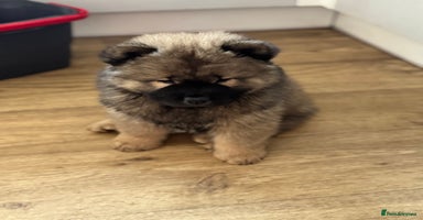 Chow Chow dogs - Advert 2