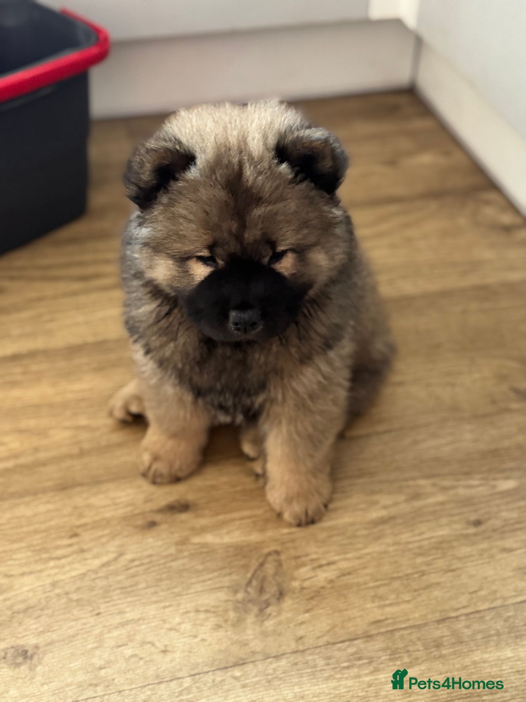 Chow Chow dogs for sale: Stunning CHOW CHOW rare colours 🌪️🍫 KC ✅ 🏆🩸  - Image 2