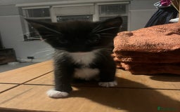 British Shorthair cats for sale: male kitten - Image 3