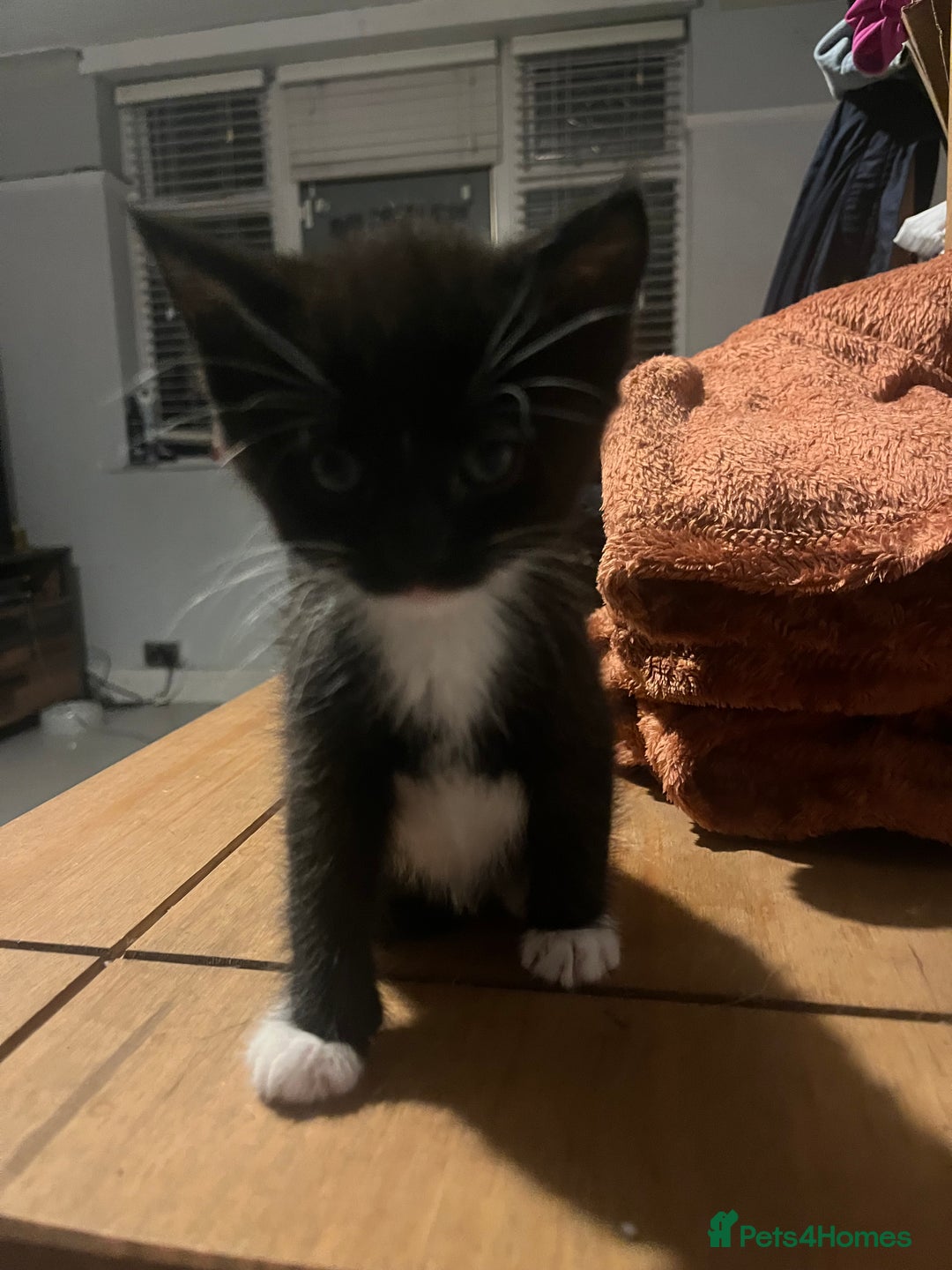 British Shorthair cats for sale: male kitten - Image 3