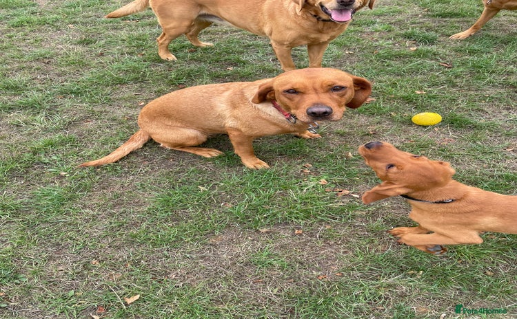 Labrador Retriever dogs - Advert 10
