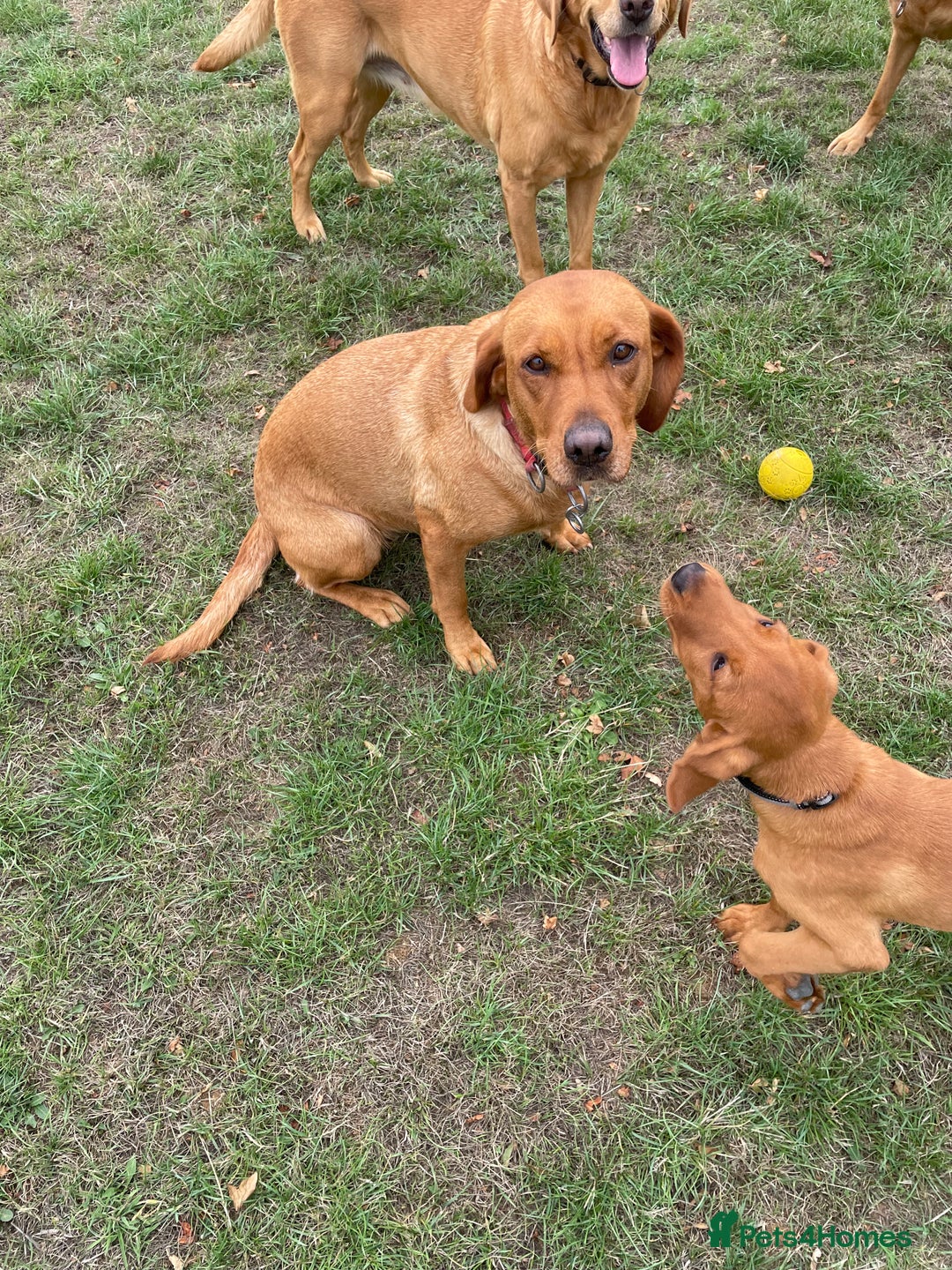 Labrador Retriever dogs for sale: KC Reg Fox Red Female Labrador 5 Years Old - Image 1