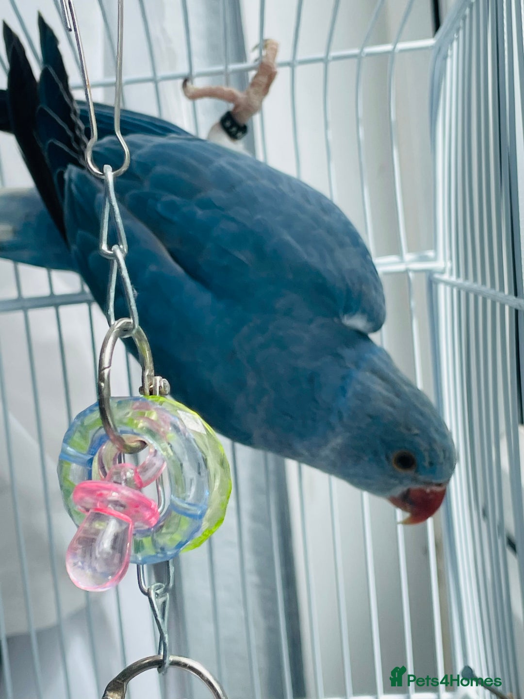 Ringnecks birds for sale: Baby blue Ringneck  - Image 5