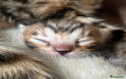 Bengal cats for sale: Brown Bengal Boy Kitten  - Image 3