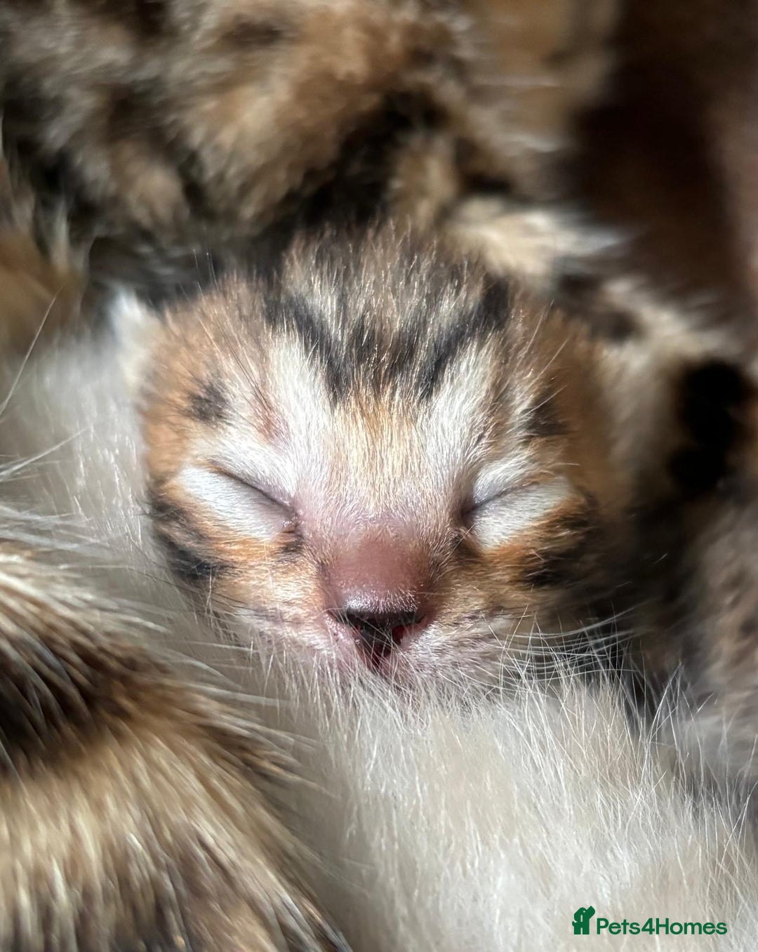 Bengal cats for sale: Brown Bengal Boy Kitten  - Image 3