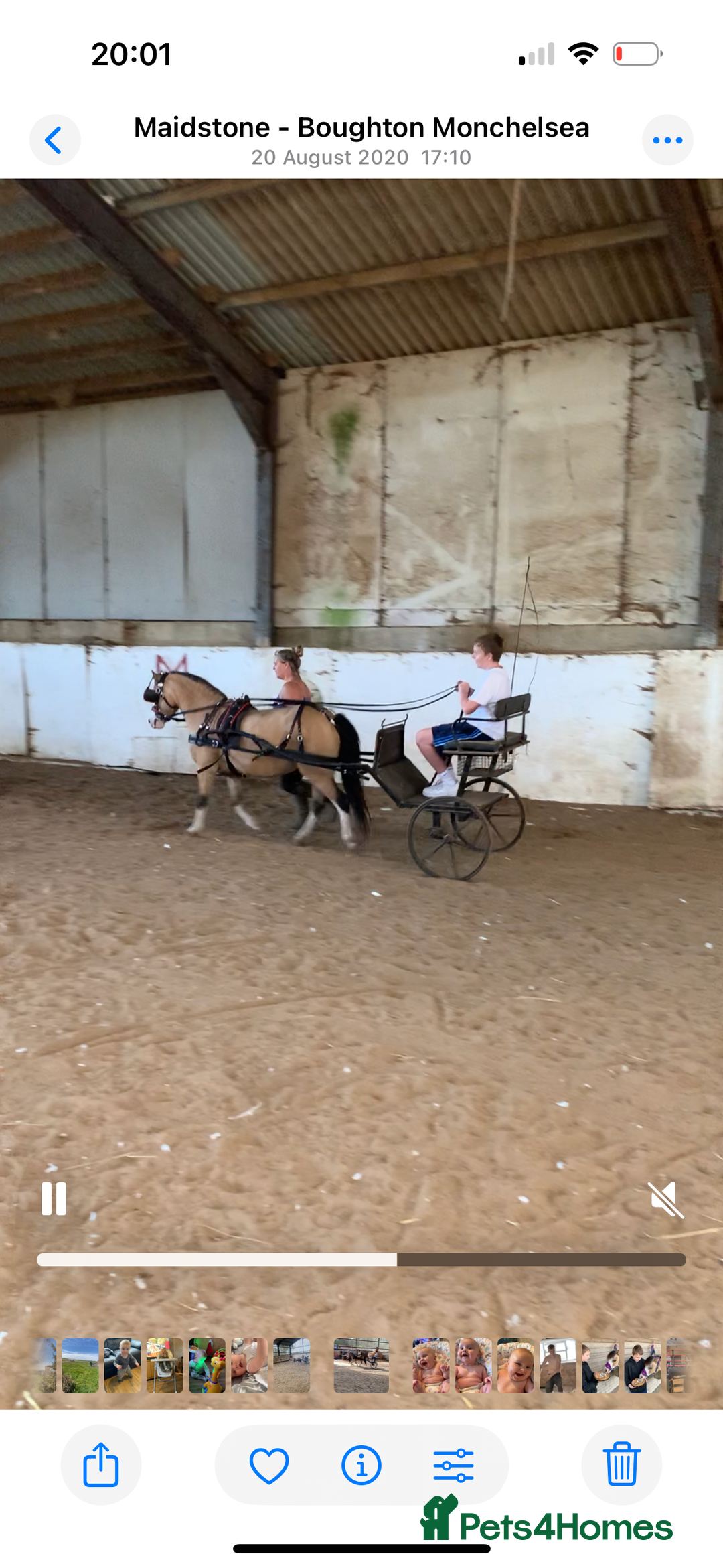 Welsh Section A horses for sale: Beautiful Dunn Welsh A pony - Image 4