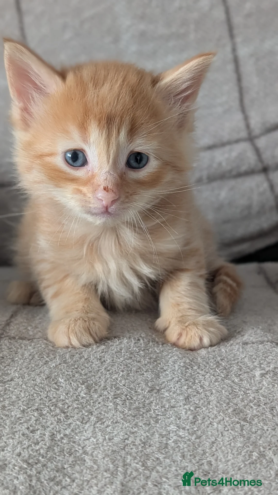 Maine Coon cats for sale: Maine coon kittens  - Advert 2