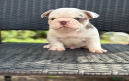 French Bulldog dogs for sale: Beautiful French bulldog puppies Available  - Image 6