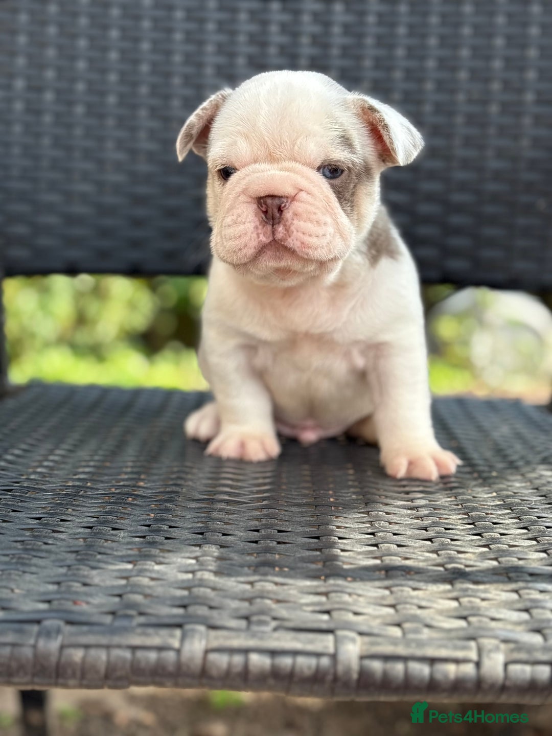 French Bulldog dogs for sale: Beautiful French bulldog puppies Available  - Image 6