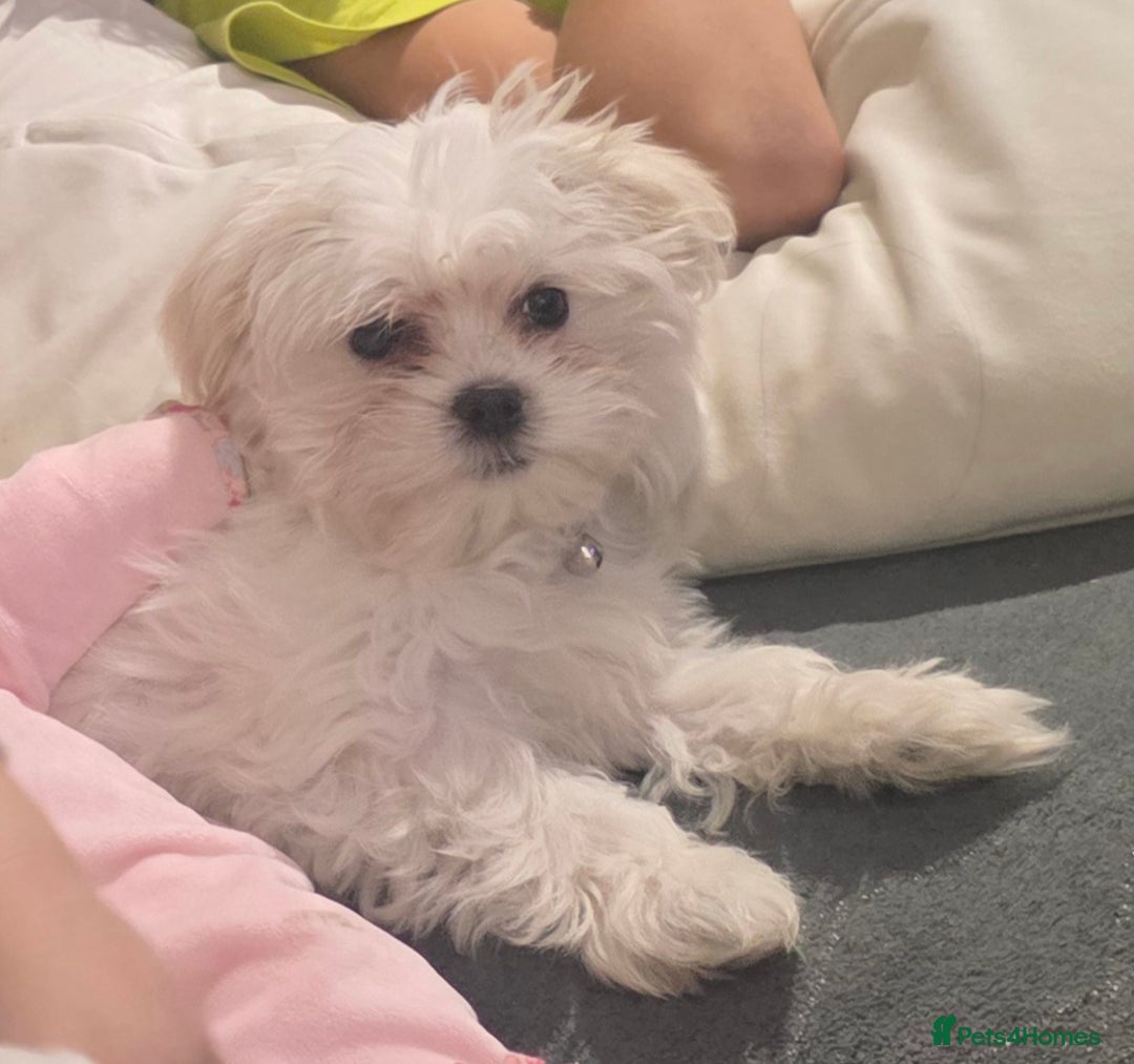 Maltese dogs for sale: Maltese puppy famale - Image 1