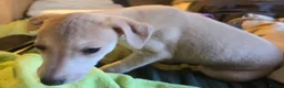 Mixed Breed dogs for sale: ALL SOLD-Italian Greyhound x Whippet - Advert 4