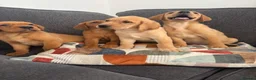 Labrador Retriever dogs for sale: Beautiful KC registered Labrador retriever puppies in Swansea - Advert 10