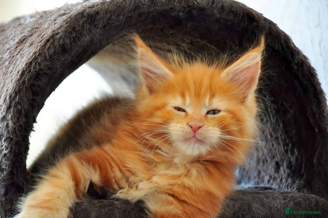Maine Coon cats for sale: Mane Coon xxxl - Image 11
