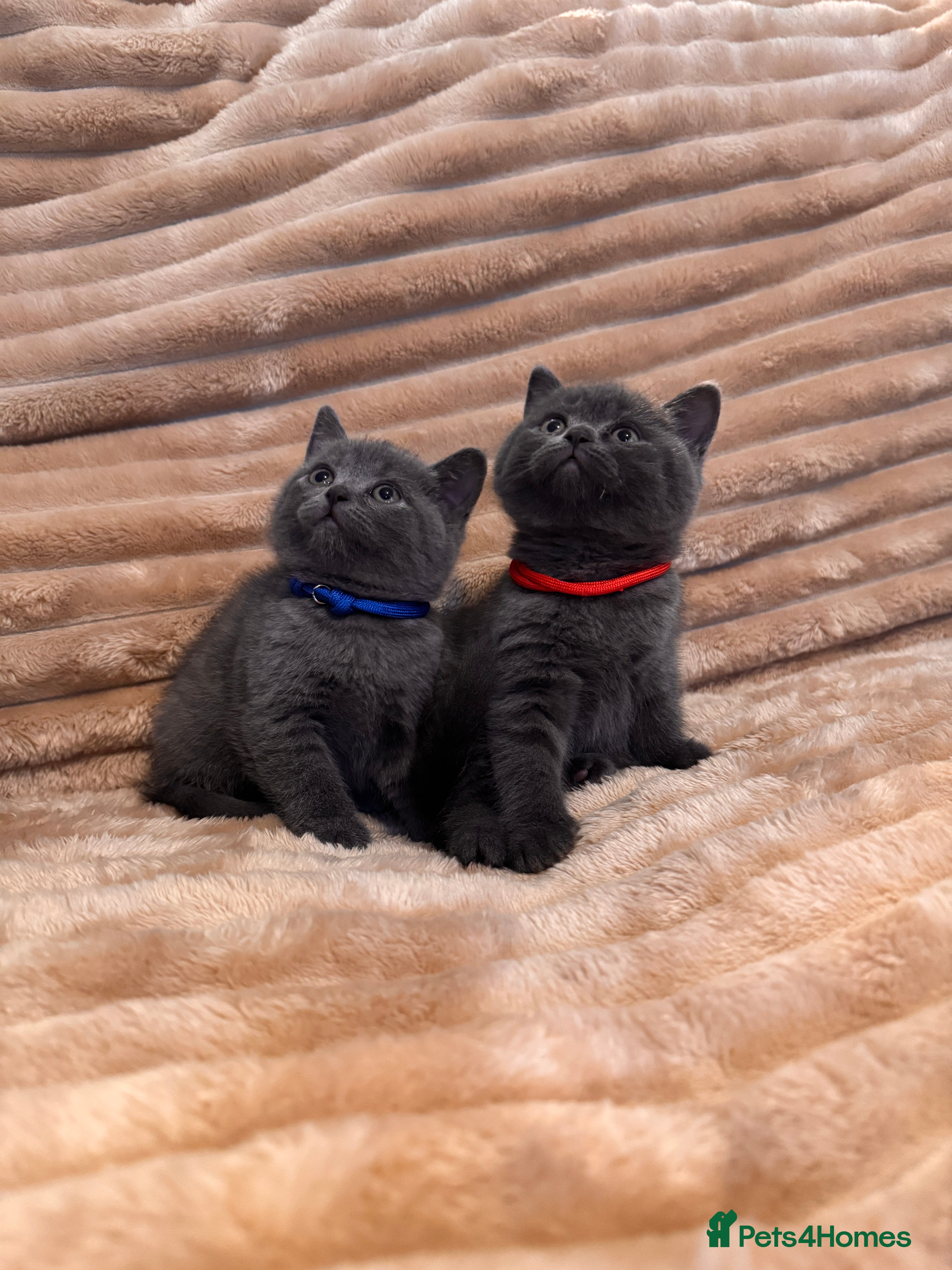 British Shorthair cats 7 lovely BSH😍 - Advert 10