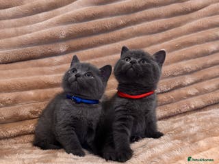 British Shorthair cats 7 lovely BSH😍 - Advert 1