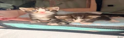 Ragdoll cats for sale: Beautiful Ragdoll cross kittens  - Advert 12