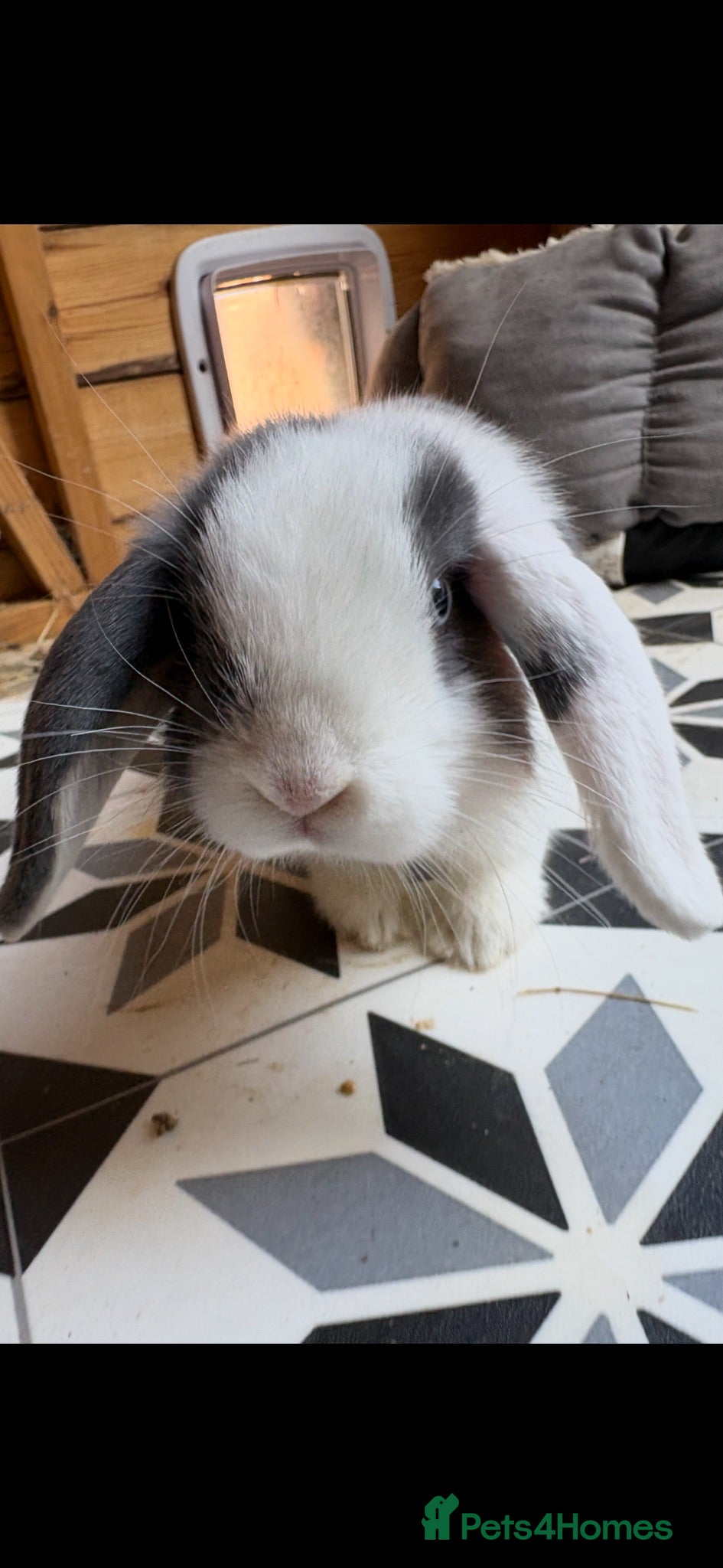 Mini Lop rabbits 9 week old male mini lop - Advert 7