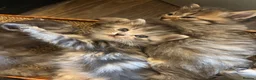 Perdoll cats for sale: beautiful fluffy persian cross ragdoll kittens - Advert 21