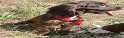 English Springer Spaniel dogs for sale: LeeLee - Advert 4