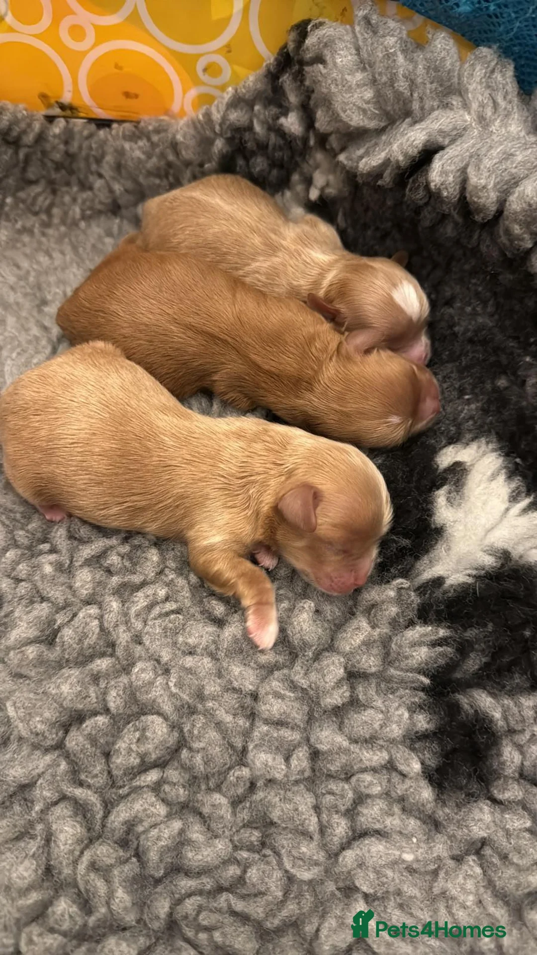 Toy Poodle dogs for stud: Handsome K.C Red Toy poodle stud! - Advert 23