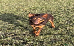 Australian Kelpie dogs for sale: Australian Kelpie Puppies WKC Registered - Image 35