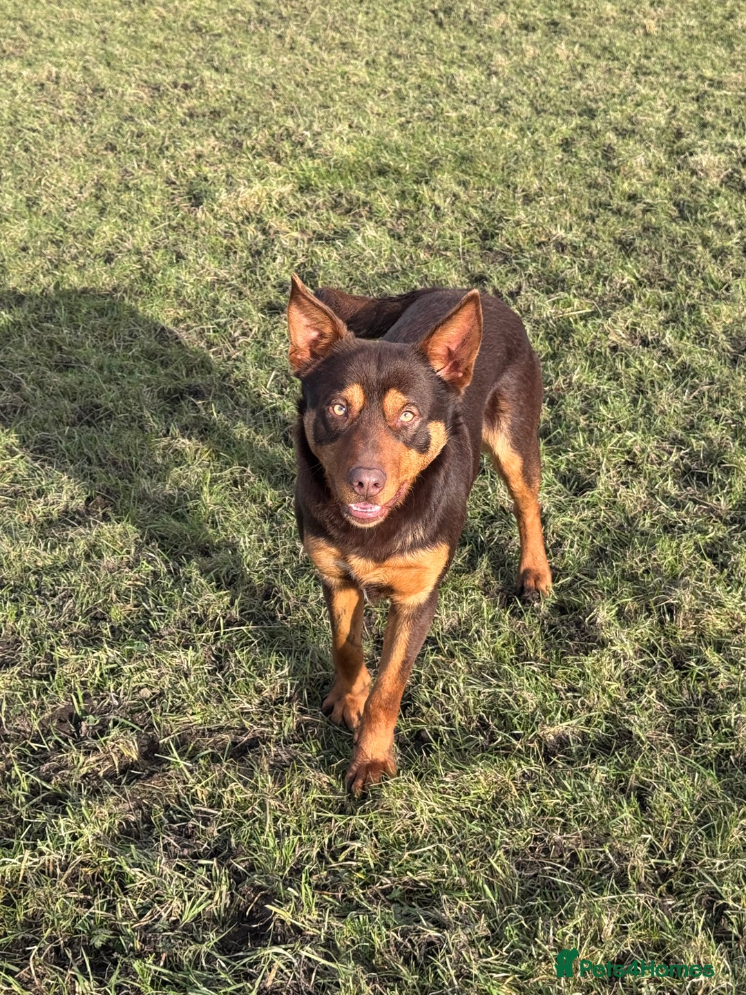 Australian Kelpie dogs for sale: Australian Kelpie Puppies WKC Registered - Image 35
