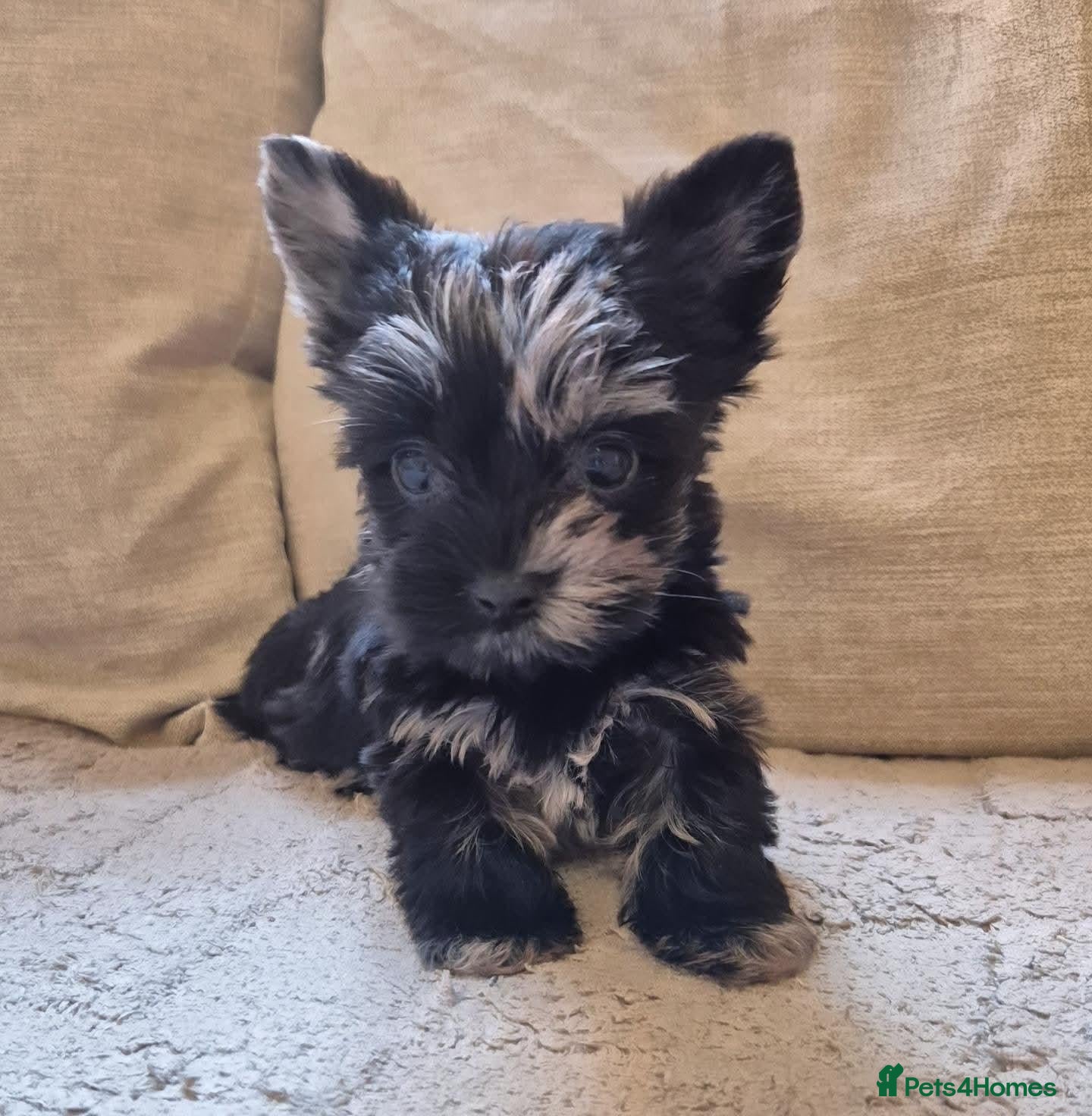 Yorkshire Terrier dogs Black Merle girl now available  - Advert 2