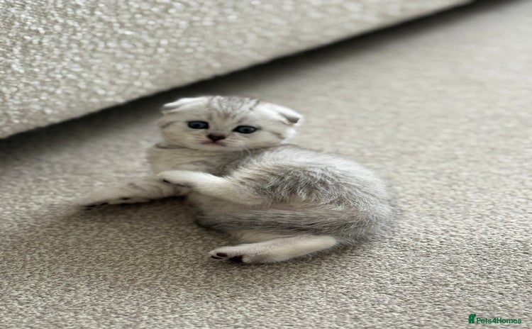 British Shorthair cats - Advert 5