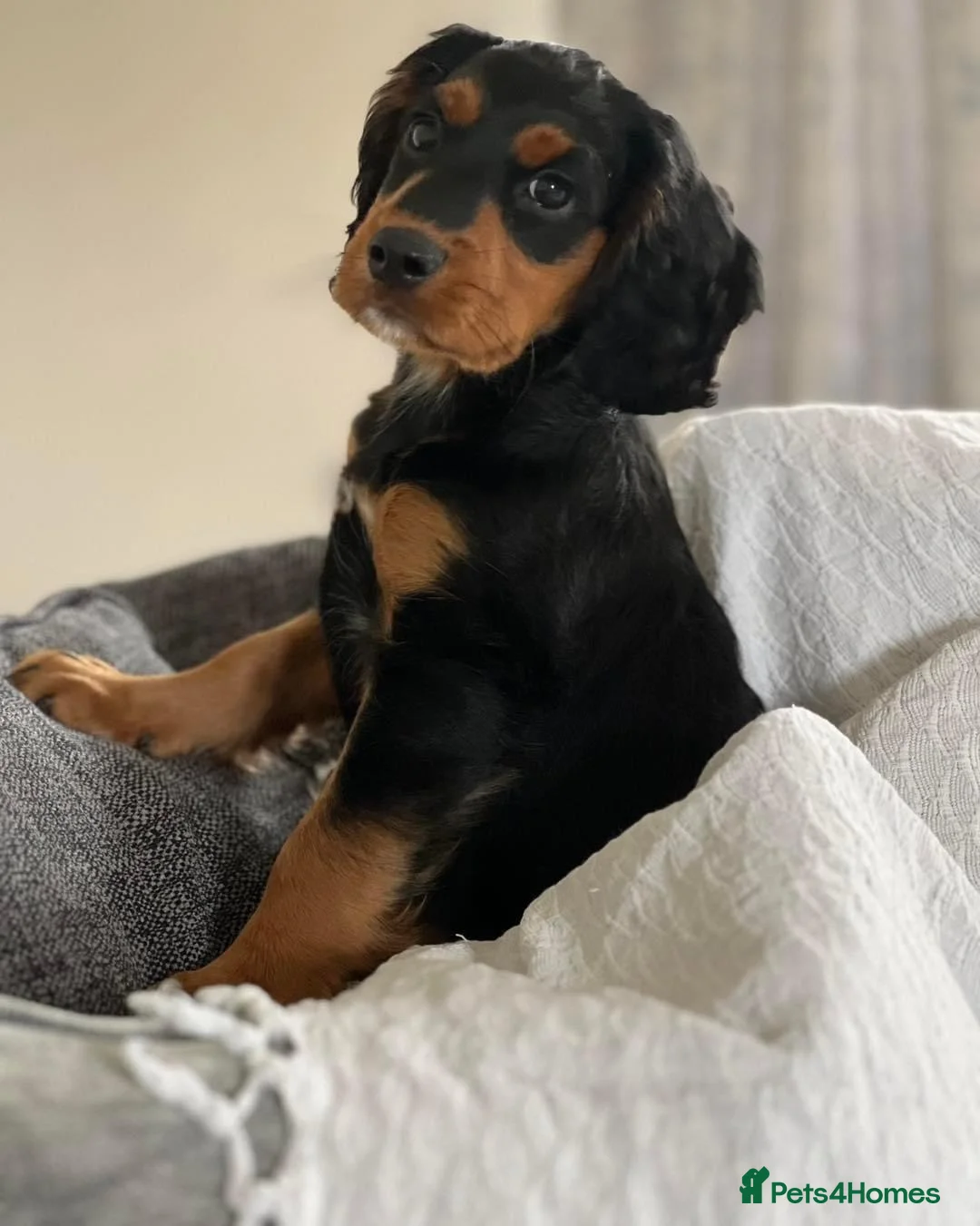 Cocker Spaniel dogs for stud: Champion bred Working cocker spaniel stud dogs  in Middlewich - Advert 16