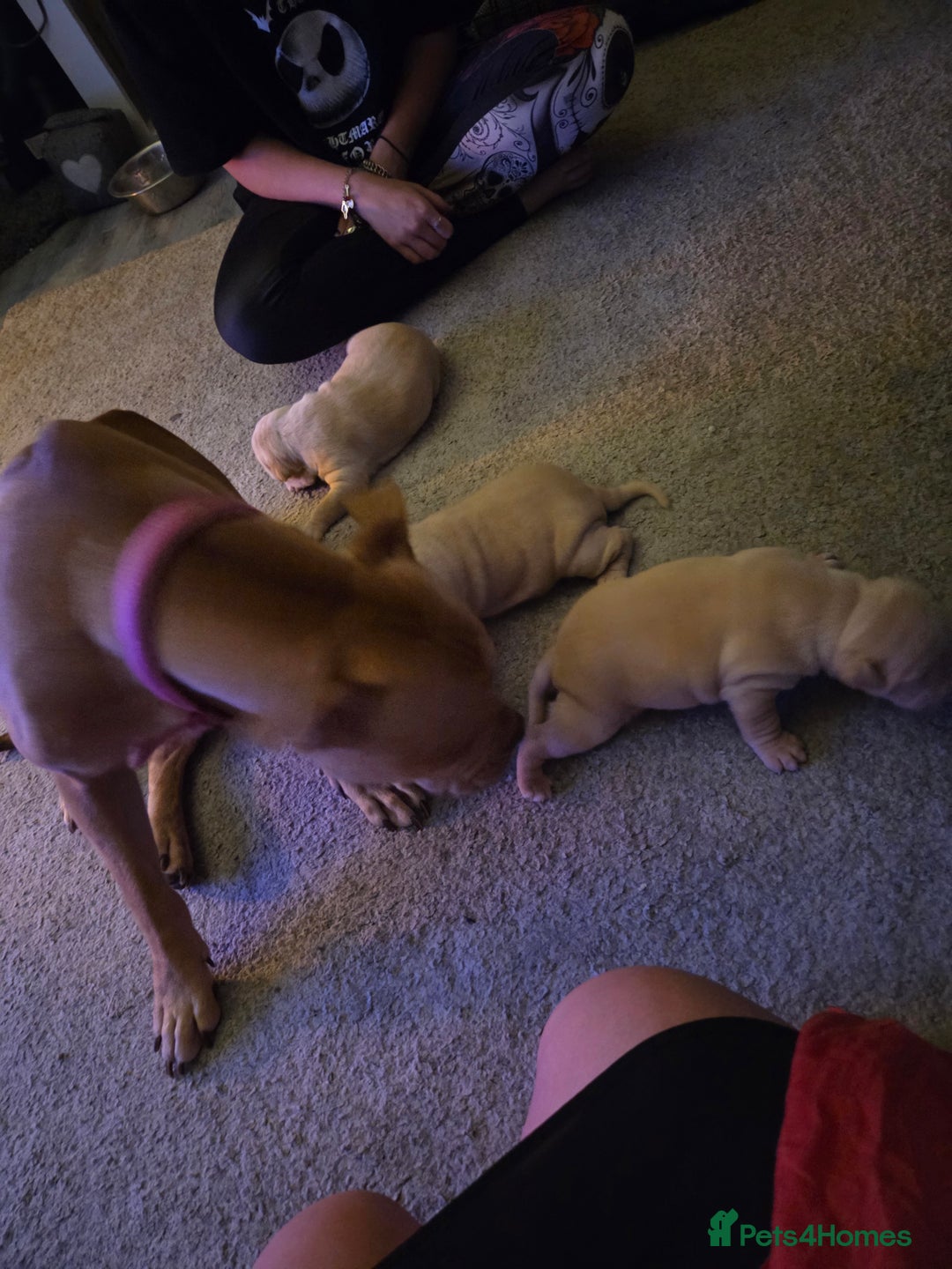 Staffordshire Bull Terrier dogs for sale: Beautiful staffie x puppies  - Image 7
